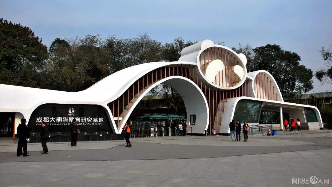 旅加大熊猫吃不上鲜竹要回国 成都熊猫基地准备迎接