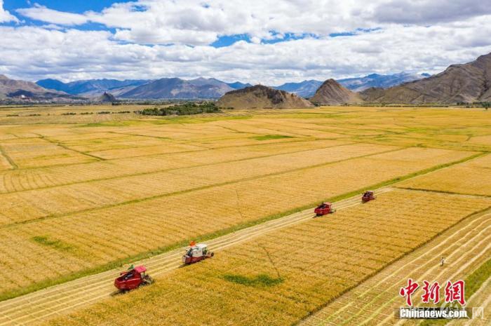 9月19日,西藏日喀则市江孜县紫金乡努堆村村民利用收割机收青稞。 (无人机拍摄)<a target='_blank' href='http://www.chinanews.com/'>中新社</a>记者 何蓬磊 摄 9月19日,西藏日喀则市江孜县紫金乡努堆村村民利用收割机收青稞。 (无人机拍摄)
<a target='_blank' href='http://www.chinanews.com/'>中新社</a>记者 何蓬磊 摄