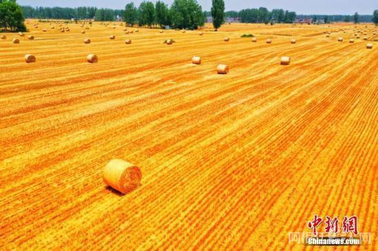 资料图：小麦收割季，麦浪滚滚遍地金黄。 刘浩 陈杰 摄
