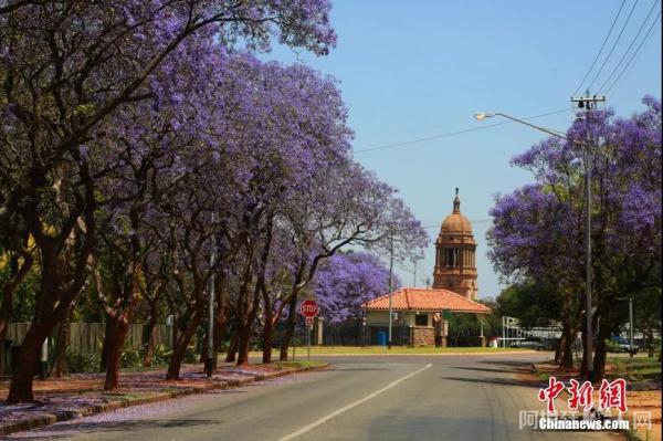 资料图:南非比勒陀利亚著名的“蓝花楹大道”。中新社记者 王曦 摄 资料图:南非比勒陀利亚著名的“蓝花楹大道”。中新社记者 王曦 摄