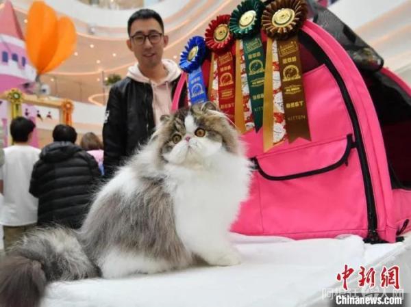 资料图：4月18日，一场名猫大赛在长春市举行，吸引来自中国多地的猫咪主人携宠物参赛。张瑶 摄