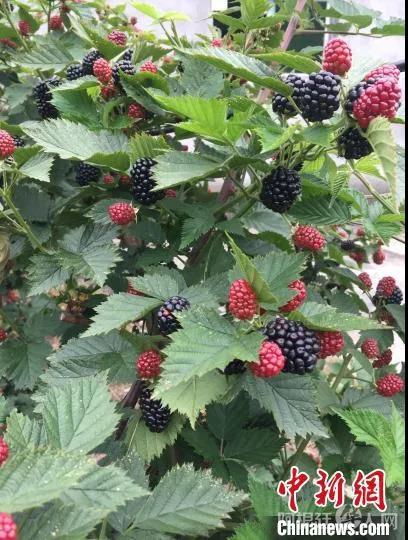 图为曾子平种植的黑莓。受访者供图