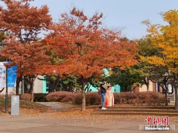 资料图：10月31日，身着韩服的市民在韩国首都首尔的国立民俗博物馆内欣赏秋景。 中新社记者 刘旭 摄