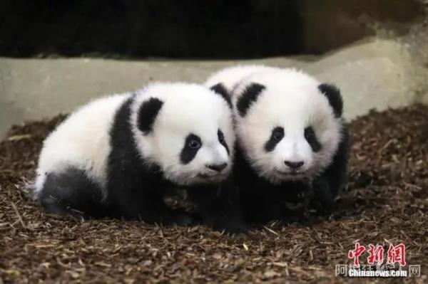 旅法大熊猫双胞胎幼崽“欢黎黎”“圆嘟嘟”。 中新社发 法国博瓦勒动物园供图

