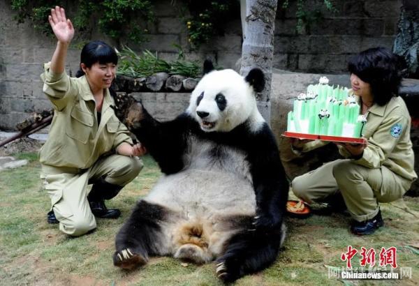 2010年11月，第十一届亚运会吉祥物“盼盼”的原型、明星大熊猫——“巴斯”在它30岁生日庆典上。中新社记者 刘可耕 摄