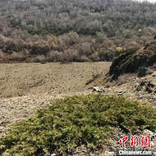 站在高处极目四望4月的赛肯吐别克林区绿意蓬勃。　昭苏县林草局提供