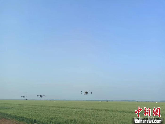 无人机在麦田上空作业。　国喜 摄
