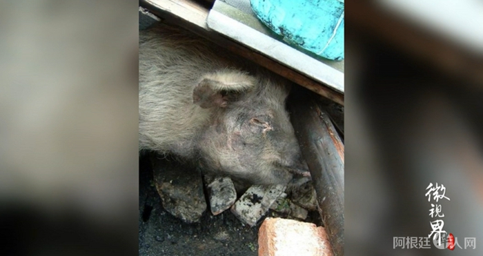 截图自中新视频