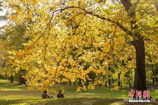 资料图：纽约中央公园。中新社记者 廖攀 摄