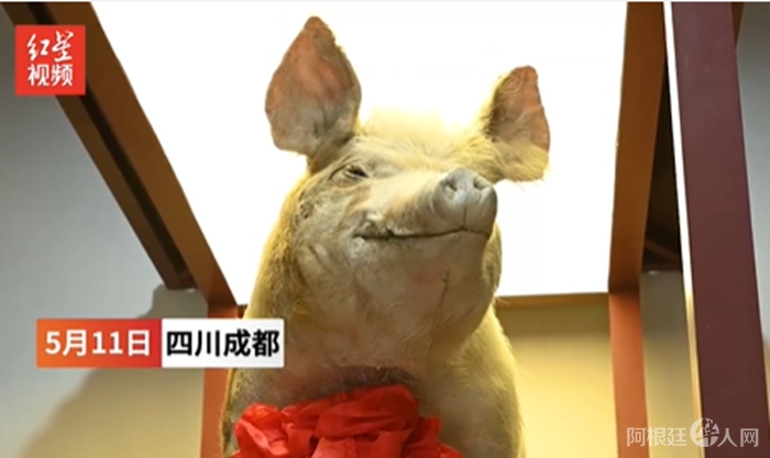 来源：视频截图