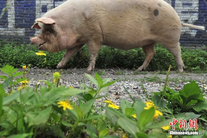 资料图：猪坚强。贾国荣 摄