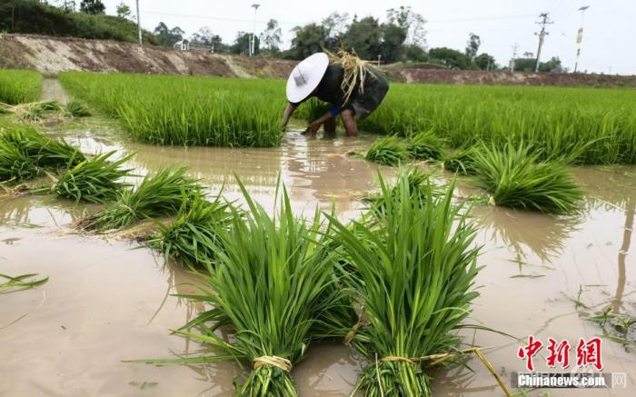 资料图：拔秧。肖潇 摄