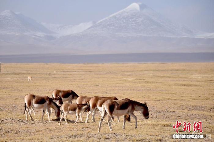 资料图：一群藏野驴在可可西里腹地觅食。 切嘎 摄