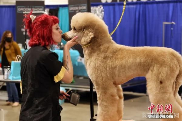 图为一位宠物美容师正亲吻一只刚做完毛发造型的参赛犬。中新社记者 余瑞冬 摄