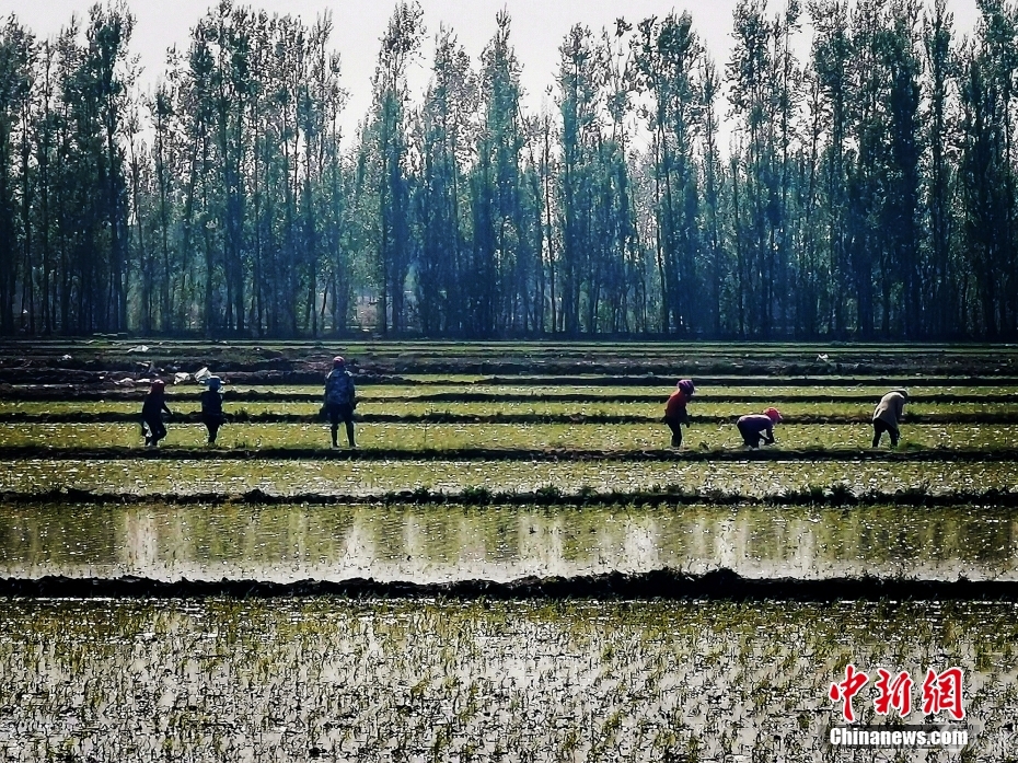 图为5月20日，大荒地村村民在稻田里插秧。 中新社记者 苍雁 摄