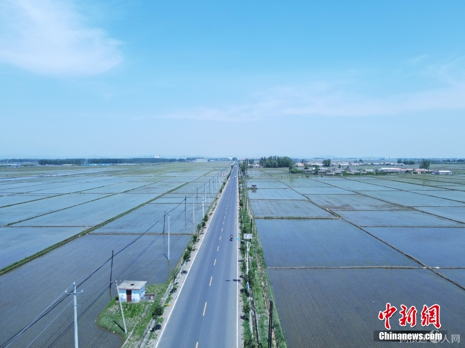 图为5月28日拍摄的大荒地村稻田。(无人机照片) 中新社记者 苍雁 摄