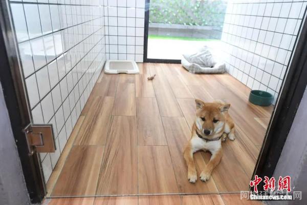 一只小狗住进了149元一天的带窗豪华间狗舍。杨华峰 摄
