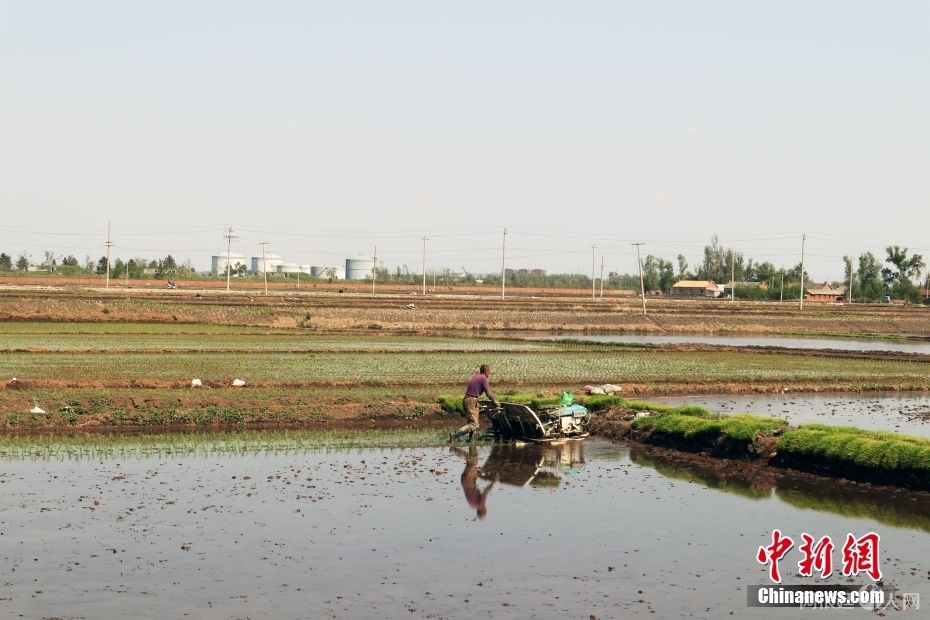 图为5月20日，大荒地村村民在种水稻。 中新社记者 苍雁 摄