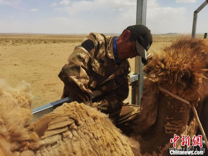 图为永红。　永红供图