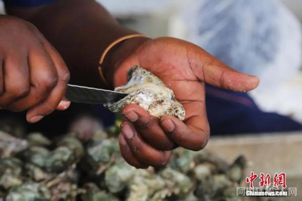 牡蛎资料图。中新社记者 王曦 摄