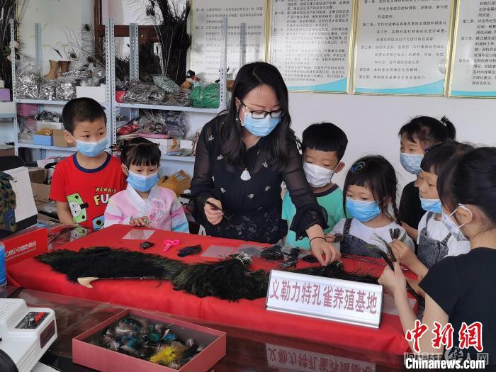 图为周海燕姐妹俩的孔雀养殖基地已经成为研学基地。 周海燕供图 图为周海燕姐妹俩的孔雀养殖基地已经成为研学基地。 周海燕供图