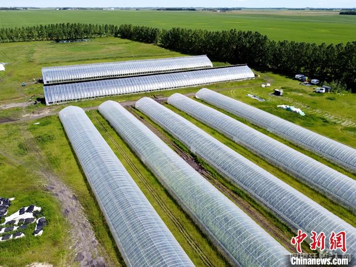 资料图为2022年7月10日，在加拿大阿尔伯塔省奥尔兹(Olds)小镇的“悠鲜美地”农场，“董菜菜”自己搭建的2座暖棚和5座冷棚。 中新社记者 余瑞冬 摄
