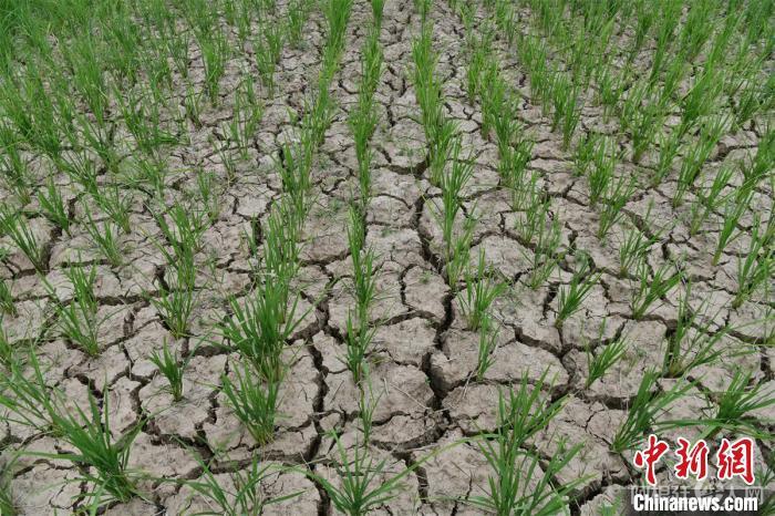 资料图：阆中市木兰镇农民王兴琼的水稻田龟裂。　张晓东 摄