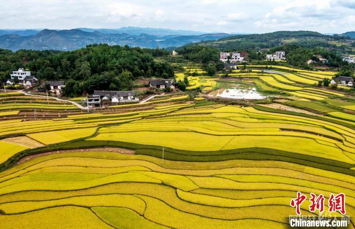 资料图:9月16日,航拍贵州省黔西市锦星镇洪湖村稻田。范晖 摄 资料图:9月16日,航拍贵州省黔西市锦星镇洪湖村稻田。范晖 摄