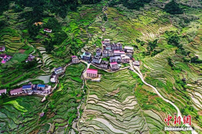 6月27日,航拍位于江西省上饶市广信区望仙乡的葛路梯田,依山而下的梯田及错落有致的民居相互衬托,呈现出一幅夏日田园美景。
刘占昆 摄 6月27日,航拍位于江西省上饶市广信区望仙乡的葛路梯田,依山而下的梯田及错落有致的民居相互衬托,呈现出一幅夏日田园美景。
刘占昆 摄