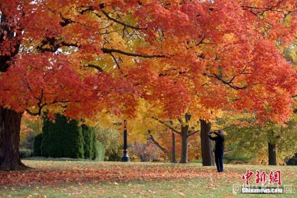 资料图：金秋时节加拿大各地正迎来赏枫季。图为10月15日，加拿大首都渥太华，游人在总督府内欣赏秋日景色。中新社记者 余瑞冬 摄