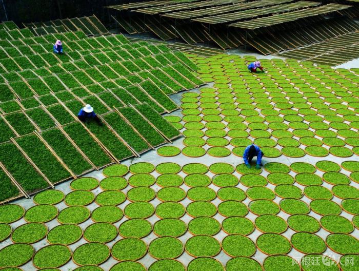 制茶师在进行“福鼎白茶”的“萎凋”