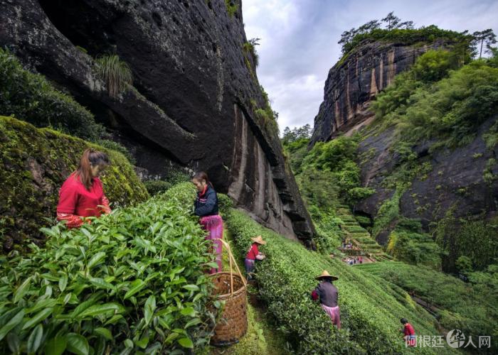 采茶工在福建武夷山茶园采茶。
