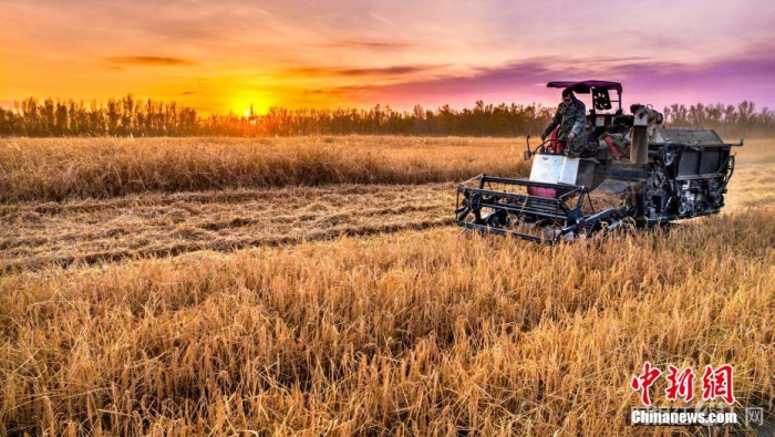 资料图：收割机正在稻田作业。 闵勇 摄