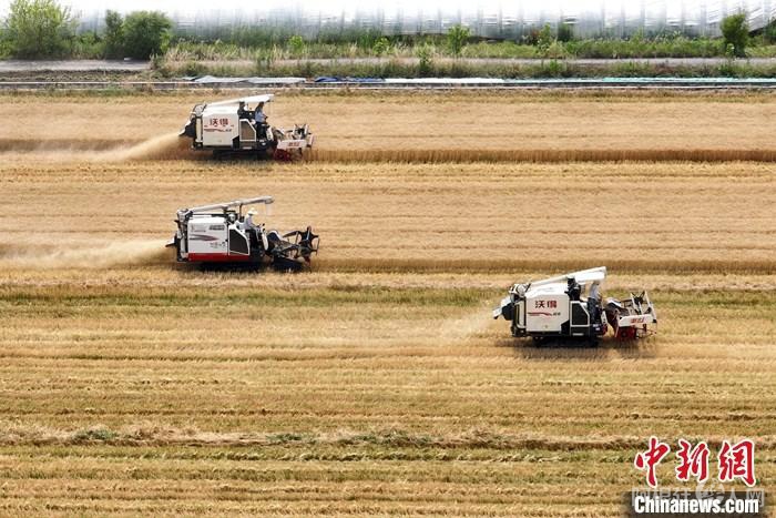 资料图：收割小麦。(无人机照片) 中新社记者 泱波 摄