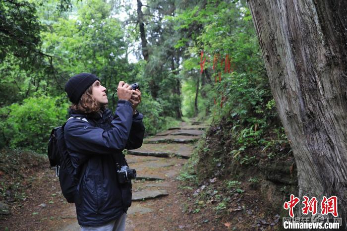 一位国际媒体人在蜀道上拍摄古柏。 王磊 摄 一位国际媒体人在蜀道上拍摄古柏。 王磊 摄