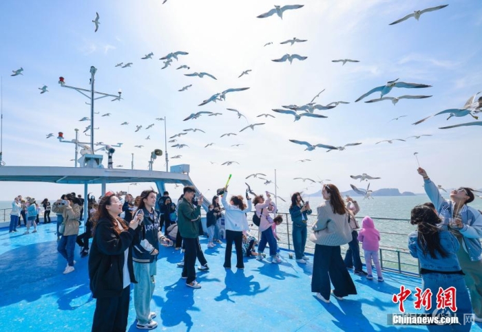 在山东省荣成市海驴岛海域，游客们登上游艇，喂食黑尾鸥。李信君 摄