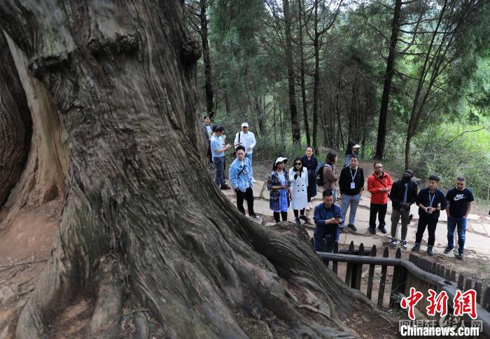 国际媒体人观赏一株千年古柏。 王磊 摄 国际媒体人观赏一株千年古柏。 王磊 摄