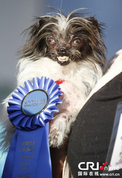 当地时间2014年6月20日，美国加州，索诺马县诺马—马林博览会将于本周五举办第26届“世界最丑狗狗比赛”。一条名叫Peanut的狗狗获得冠军。图片来源：George Nikitin/东方IC