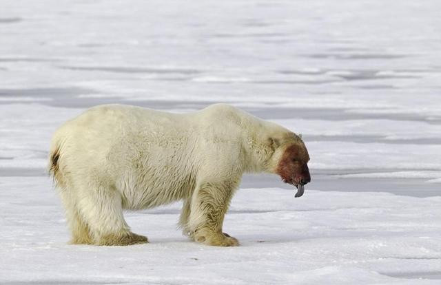 北极熊被拍到分食海象场景 满身血迹欲登船(图)