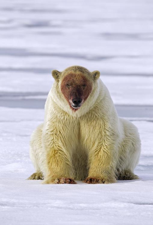 北极熊被拍到分食海象场景 满身血迹欲登船(图)