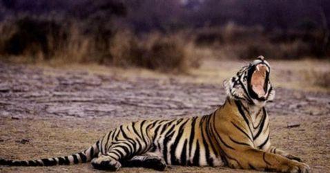 印度销毁4万多件野生动物器官以阻止走私-