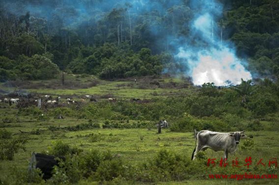  　　抗暖化 拉美国家承诺重新造林。