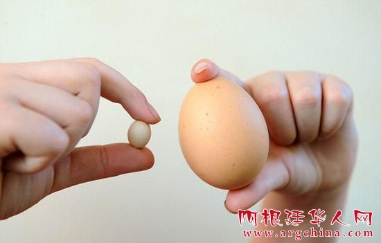 英国现世界最小鸡蛋 长度不到2厘米(图)
