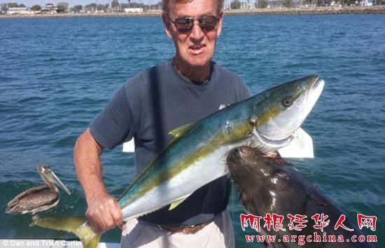 美国男子钓起大鱼得意拍照 不料遭海狮偷袭