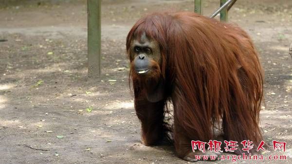 Habeas-Orangutana-Sandra-Buenos-Failla_CLAIMA20141222_0125_27.jpg
