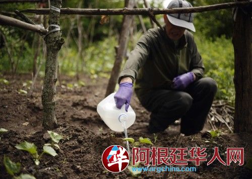 中国老人给菜浇水