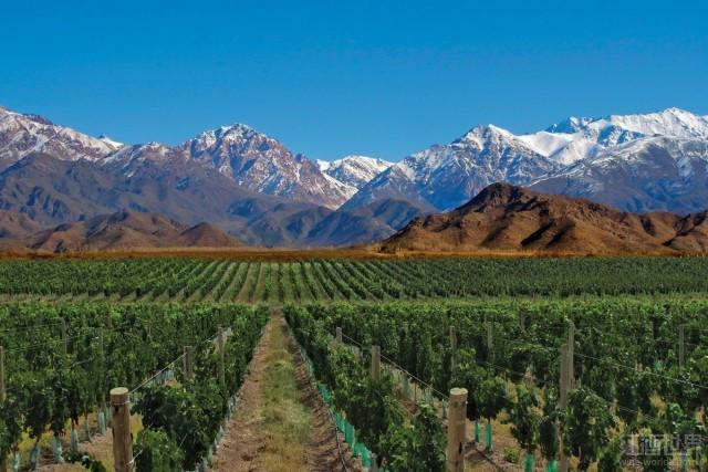 强降雨和霜冻致阿根廷葡萄减产