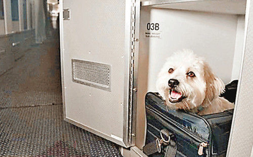 所谓“宠物仓”是指在头等舱座椅旁设置了一个双层通风柜，可以将宠物放入其中。