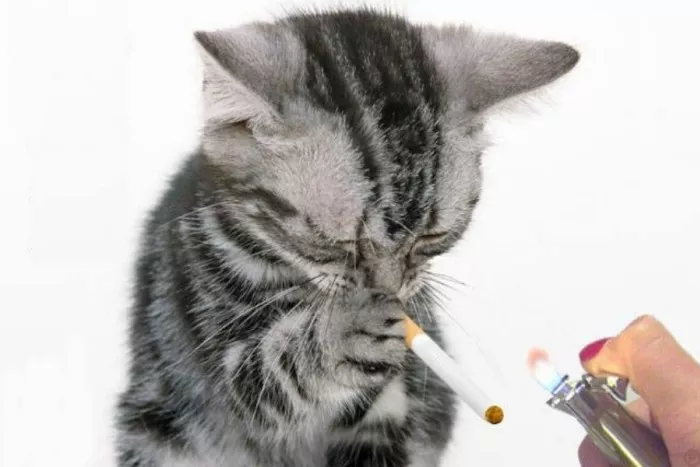 c-7b52d03707 (1).jpg