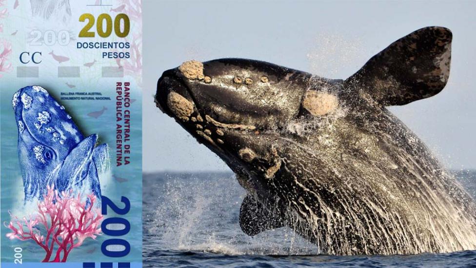 ballena1.jpg